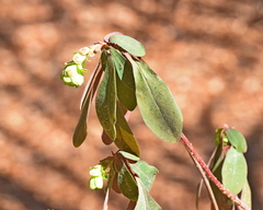 Euphorbia amygdaloides