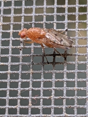 Suillia quinquepunctata