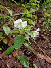 Lycianthes rzedowskii