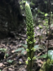 Prescottia stachyodes