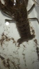 Branchiobdella parasita