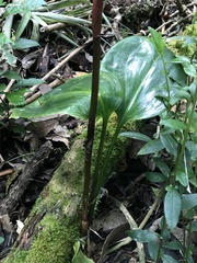 Prescottia stachyodes