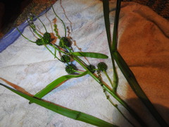 Sparganium erectum erectum