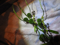 Sparganium erectum erectum