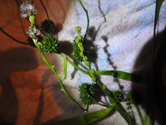 Sparganium erectum erectum