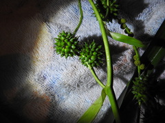 Sparganium erectum erectum