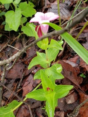 Spigelia scabrella
