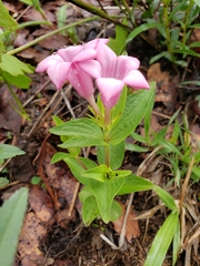 Spigelia scabrella