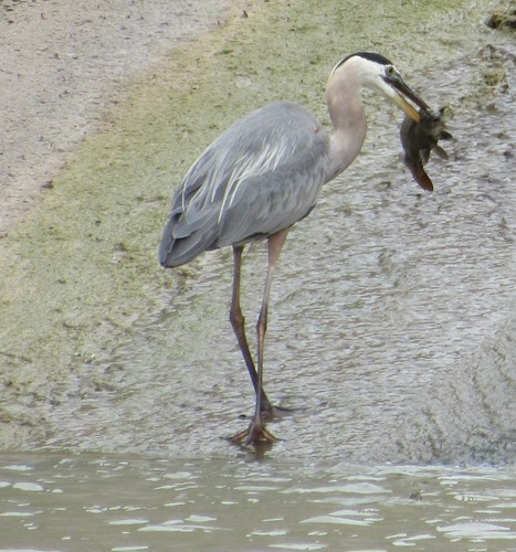Great Blue Heron photographed in Oklahoma