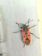 Lygaeus creticus