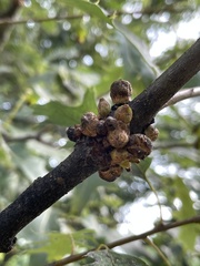 Callirhytis quercusgemmaria