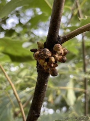 Callirhytis quercusgemmaria