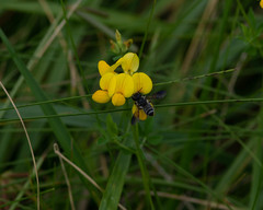 Megachile pugnata