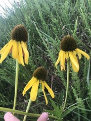 Echinacea paradoxa paradoxa