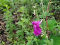 Salvia dichlamys