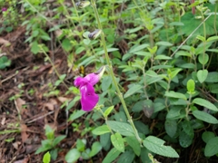 Salvia dichlamys