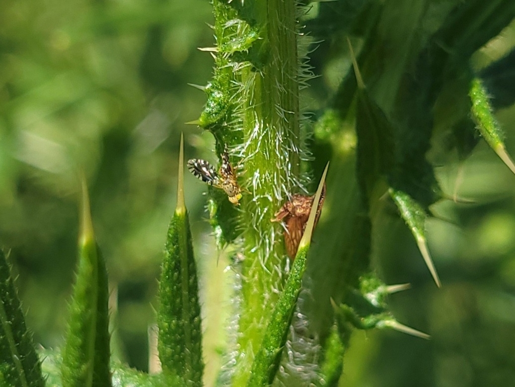 Common Ragweed Fruit Fly