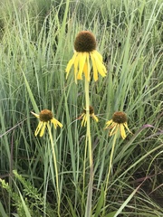 Echinacea paradoxa paradoxa
