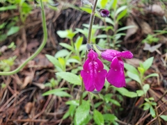 Salvia dichlamys
