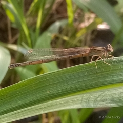 Pseudagrion hamoni