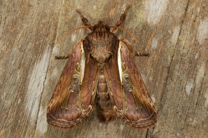 Triorbis