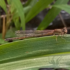 Pseudagrion hamoni