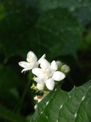 Cnidoscolus angustidens