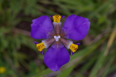 Hesperoxiphion herrerae