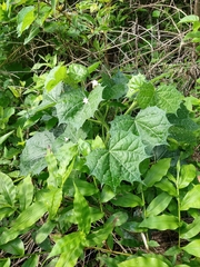 Cnidoscolus angustidens