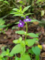 Scutellaria dumetorum