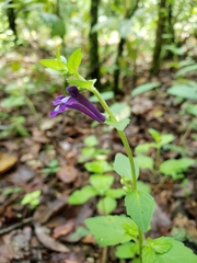 Scutellaria dumetorum