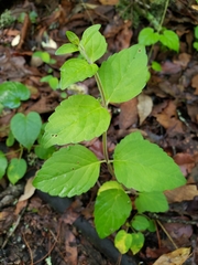 Scutellaria dumetorum