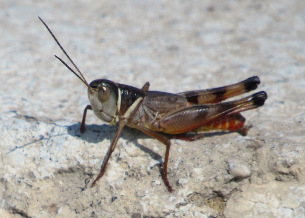 Short-winged Boopie