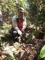 Nepenthes rafflesiana