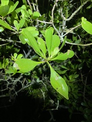 Lumnitzera littorea