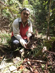 Nepenthes rafflesiana