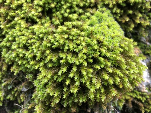 Representative image of Anomodon viticulosus