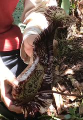 Nepenthes rafflesiana