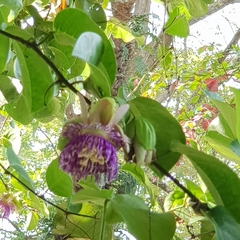 Passiflora laurifolia