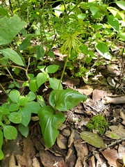 Malaxis brachyrrhynchos