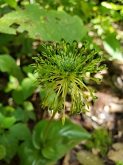 Malaxis brachyrrhynchos