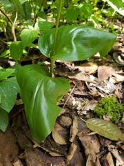 Malaxis brachyrrhynchos