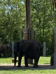 Elephantidae