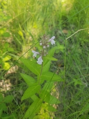 Stachys pilosa