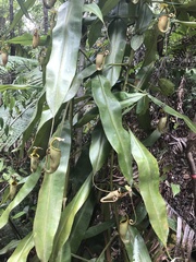 Nepenthes bicalcarata