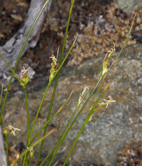 Carex multicaulis