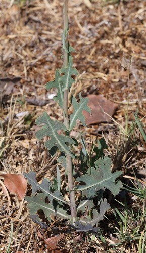 photo of Prickly Lettuce (Lactuca serriola)