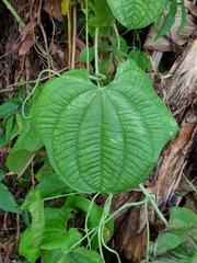 Dioscorea sansibarensis