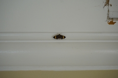 Pilocrocis xanthozonalis