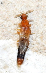 Distremocephalus texanus